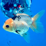 Thai Oranda Panda 3.0” Male(FEB-628)R1A09
