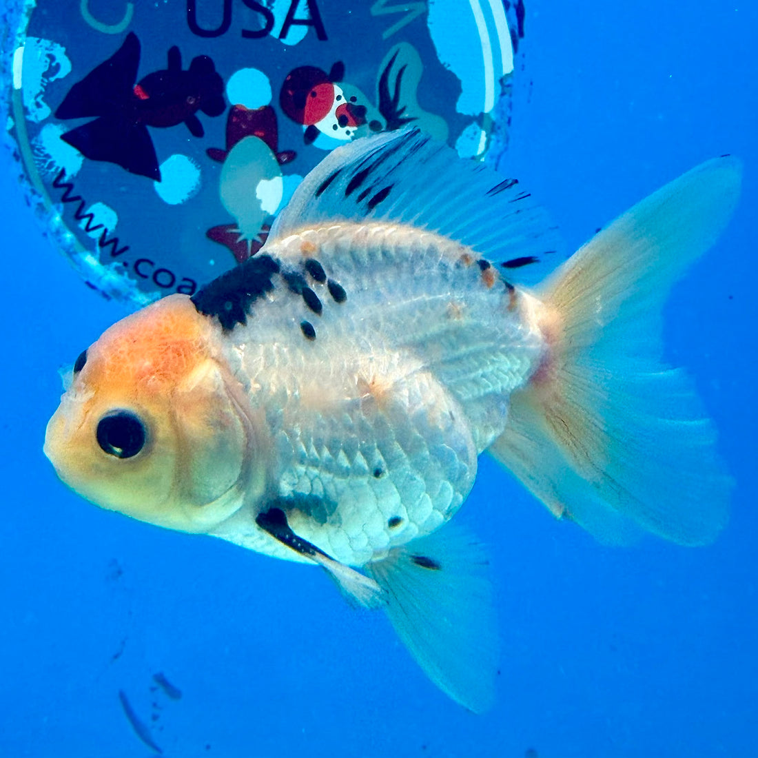 Thai Oranda Panda 3.0” Male(FEB-628)R1A09