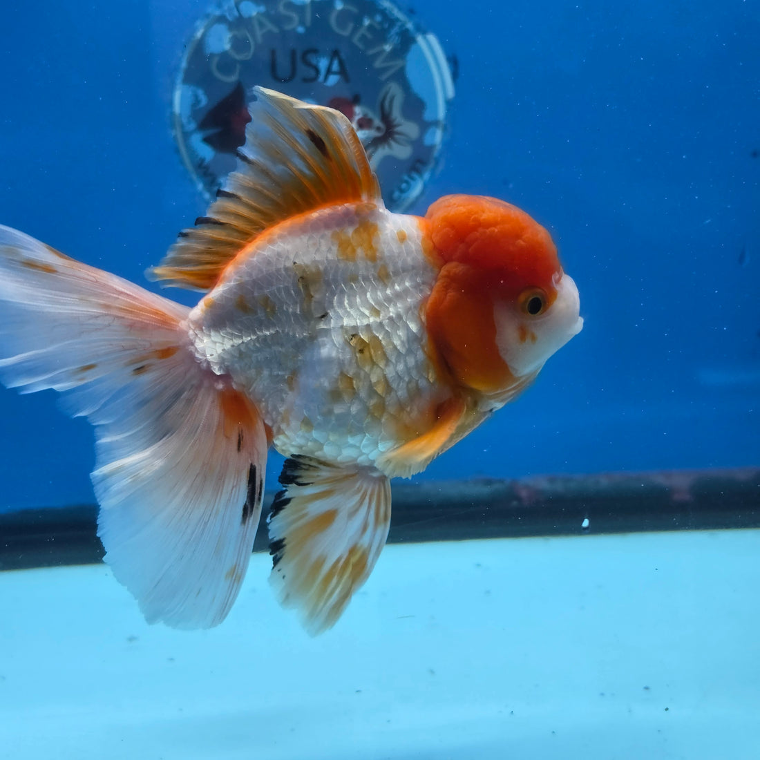 Thai Oranda Red and White 4.5" Body Female 9mths(FEB-574)R2A02