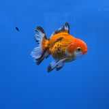 Thai Oranda Apache 2.50" Body male (FEB-749)R2B01