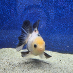 Thai Oranda Lemon head Panda 2.7” Female(FEB-651)R3B21