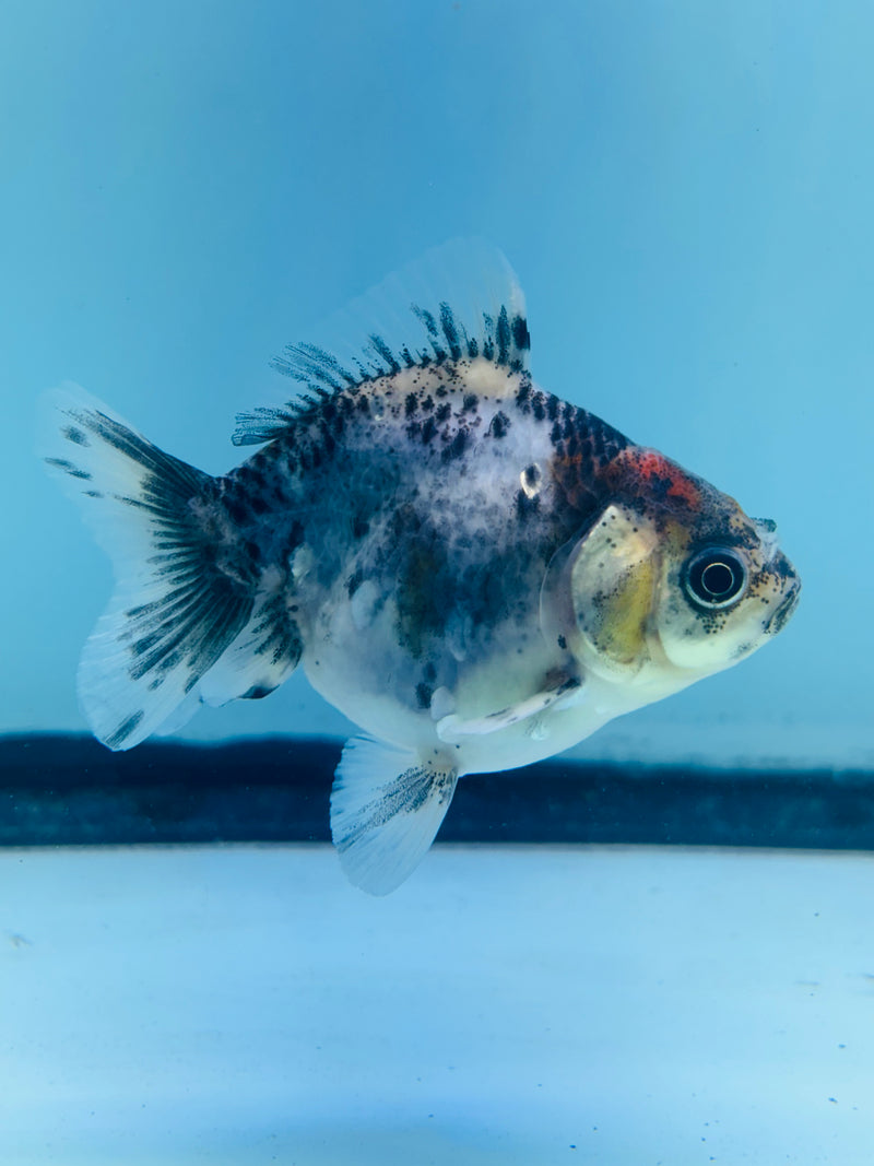 Thai Giant Breed Calico Yuanbao Oranda 2.25 inch Body (KP-224)R4C01