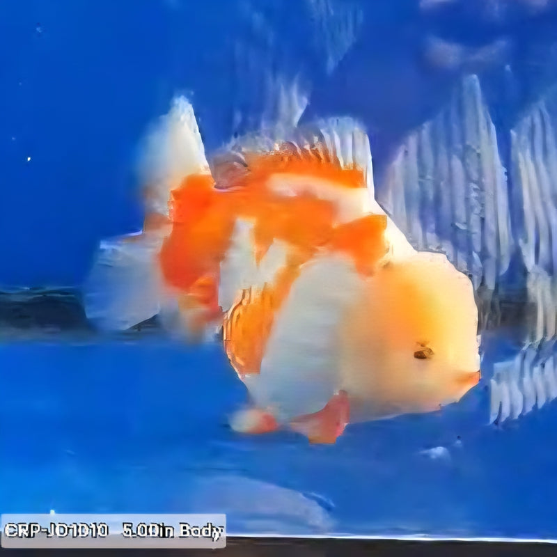 Thai Premium Jumbo Red/White Lemon Head Short Tail Giant Breed 5.00 inch Body Oranda (CRP-JO1010)