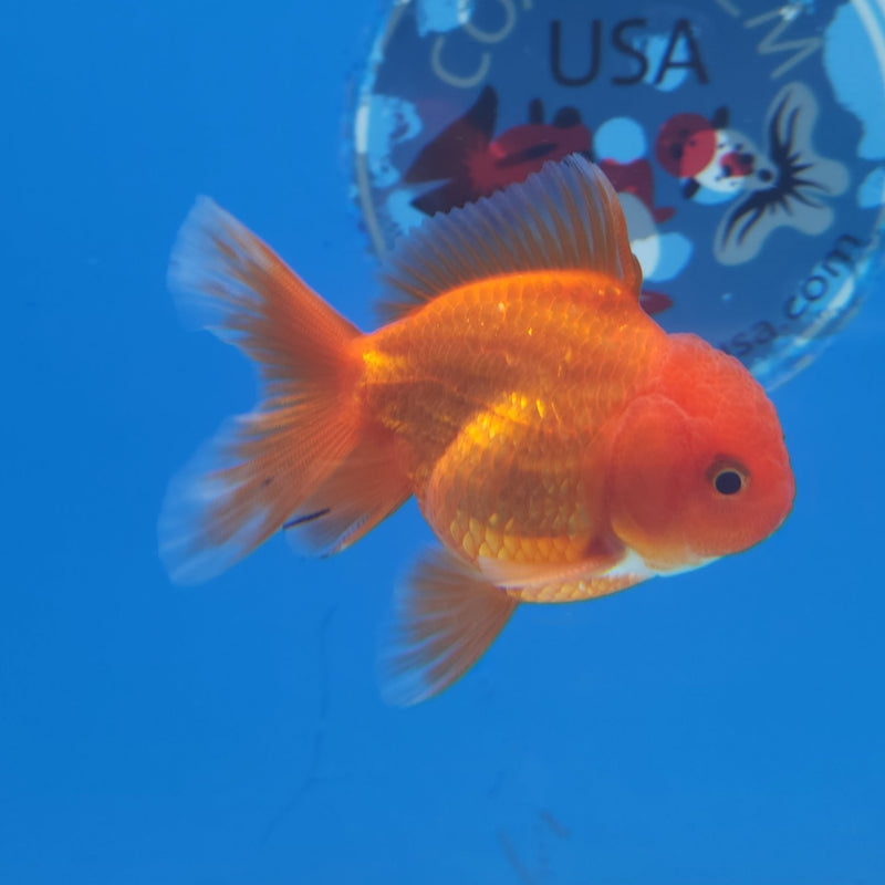 Thai Oranda Super Red 2.5” Male (FEB-262)R3B18