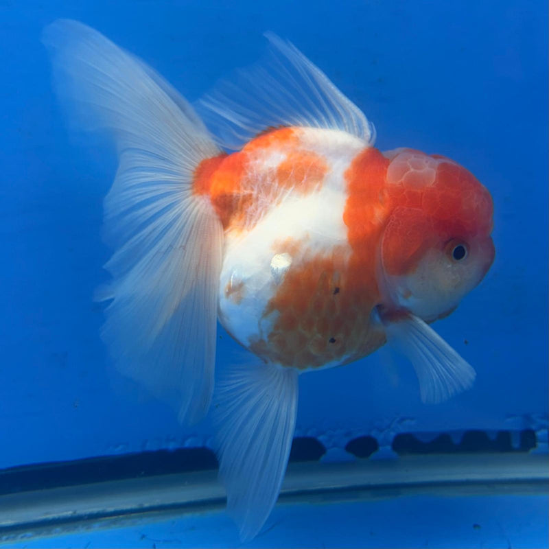 Thai Red & White Sakura 4” Body Female(FEB-403)BLUETUBD