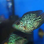 SHORT BODY SUPER RED TEXAS x CRYSTAL RED PARROT FRY 1.00"