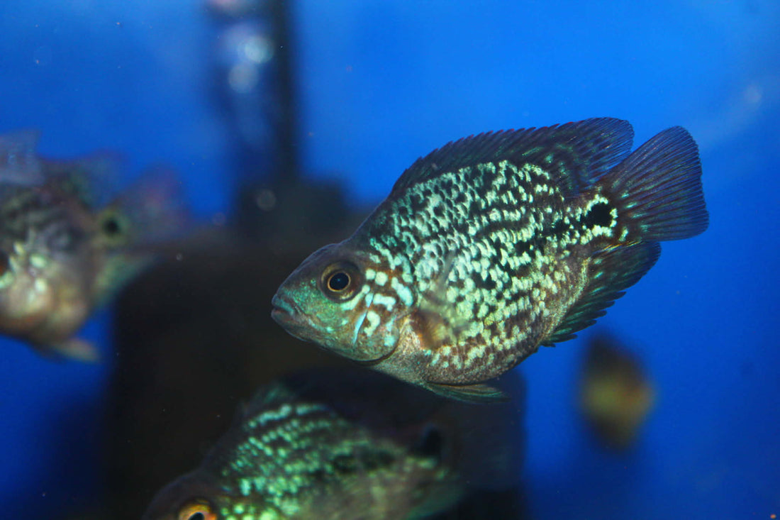 SHORT BODY SUPER RED TEXAS x CRYSTAL RED PARROT FRY 1.00"