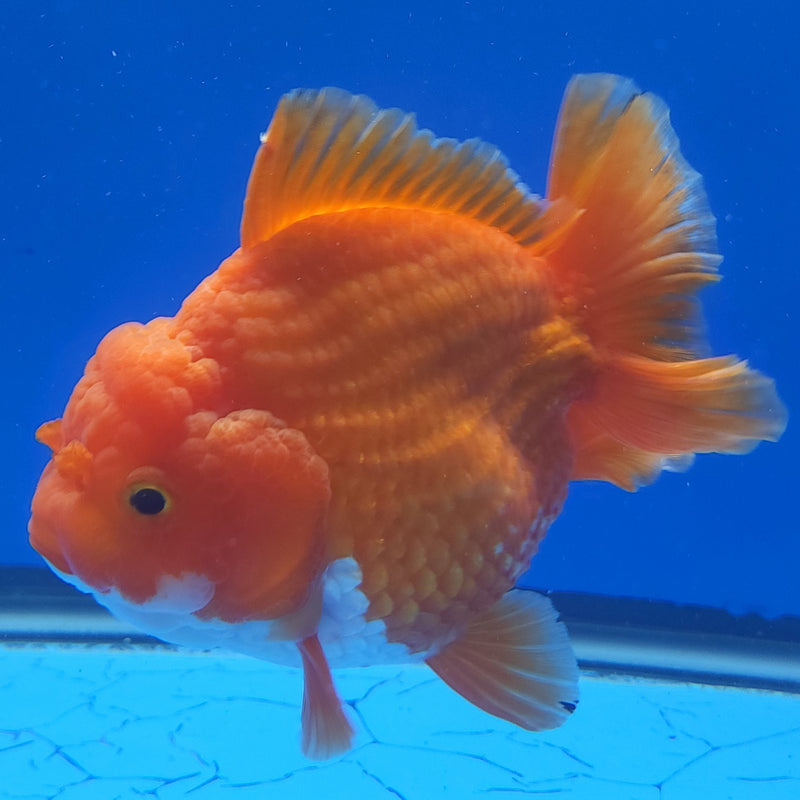 Thai Jumbo Oranda Super Red 4in Female (FEB-238)BLUETUB1