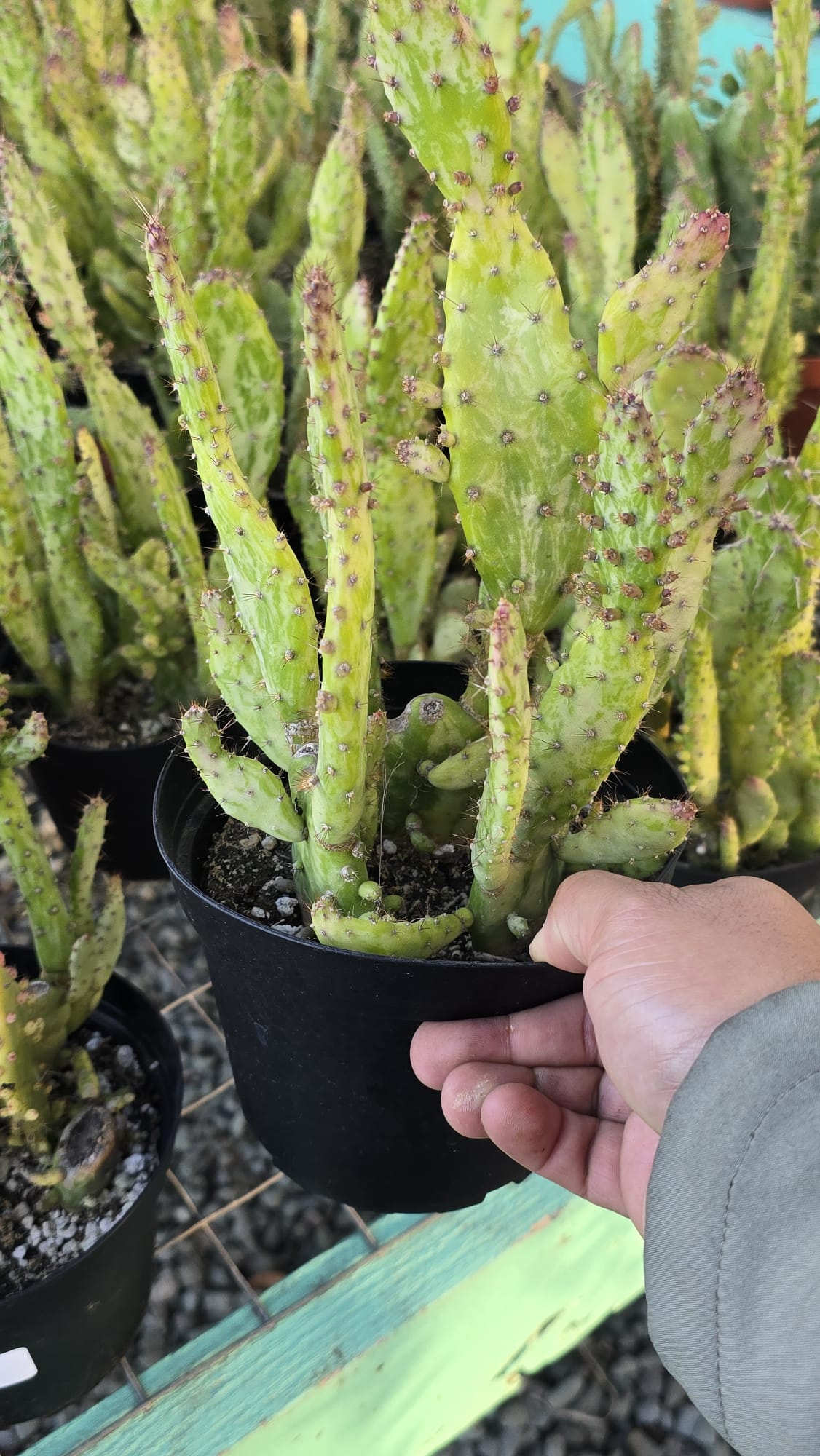 Opuntia monacantha Cactus in 6 inch pot