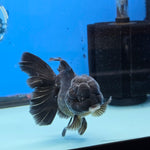Thai Oranda Super Black 3.5” Female(FEB-726)R1B07