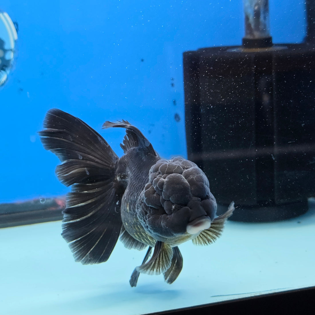 Thai Oranda Super Black 3.5” Female(FEB-726)R1B07