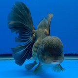 Thai Oranda Jumbo AA Grade Black 4.50 inch Body Female(FEB-849)R2A16