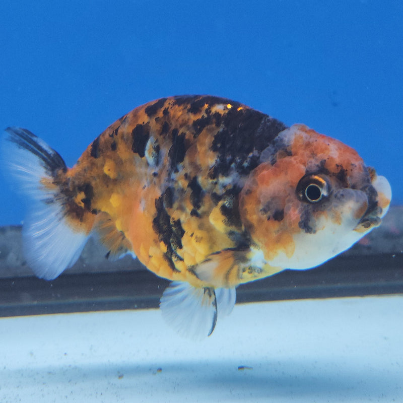 Thai Ranchu Calico 2.5in Female (FEB-340)R3A14