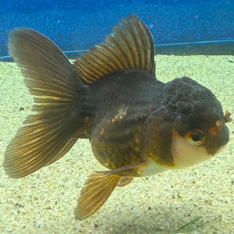 Thai Oranda Panda 2.5in Female (FEB-474)R3A13
