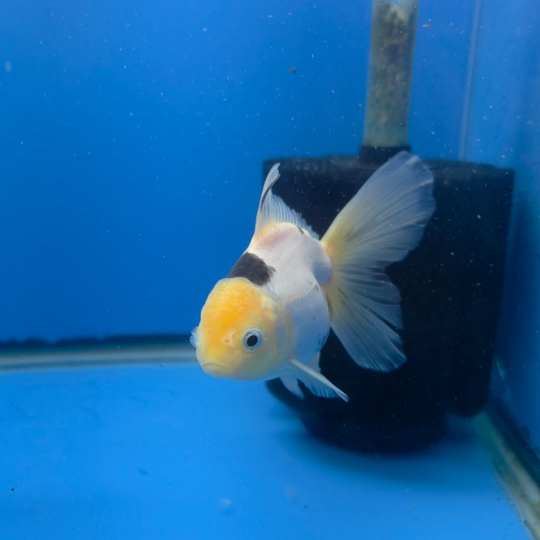 Thai Oranda Lemonhead Panda 2.5” Female(FEB-682)R3B01