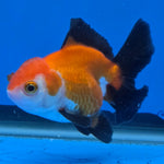 Thai Oranda Tri-Color 2.50" Body Male (FEB-740)R2B01
