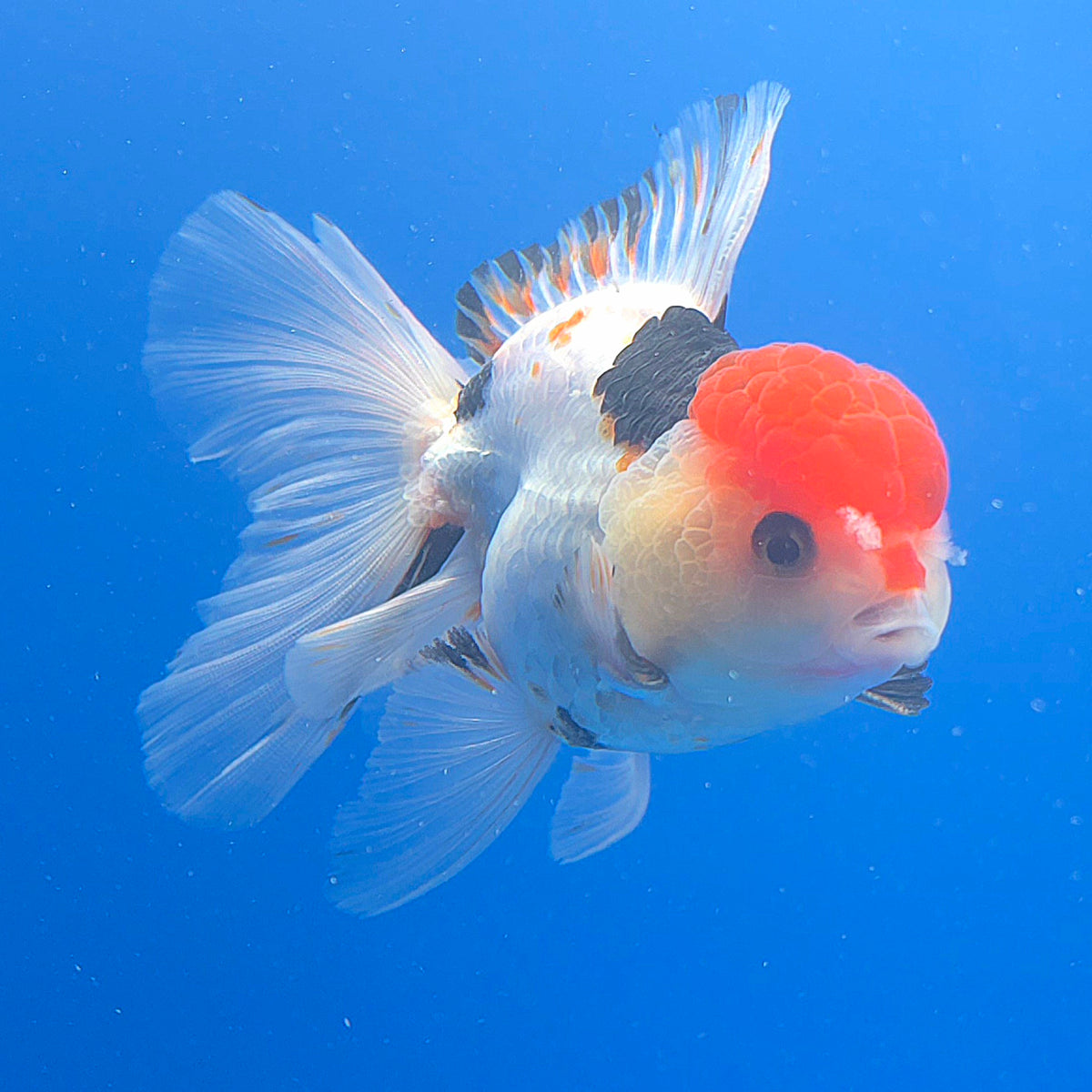 Thai Oranda Red Cap Tri-Color 3.00" Body Female (FEB-806)