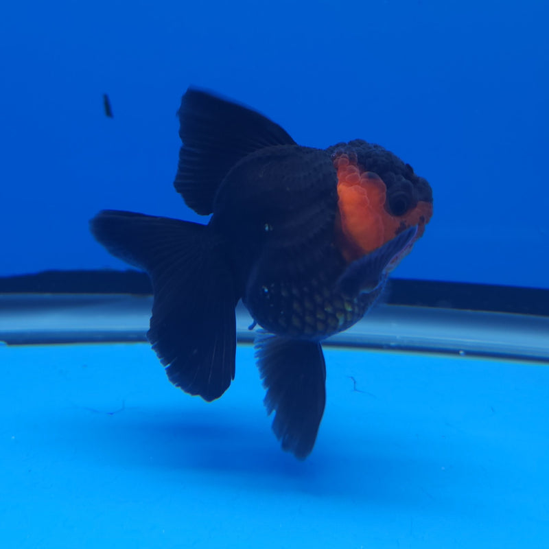 Thai Oranda Apache 2.5” Female (FEB-248)R3B04
