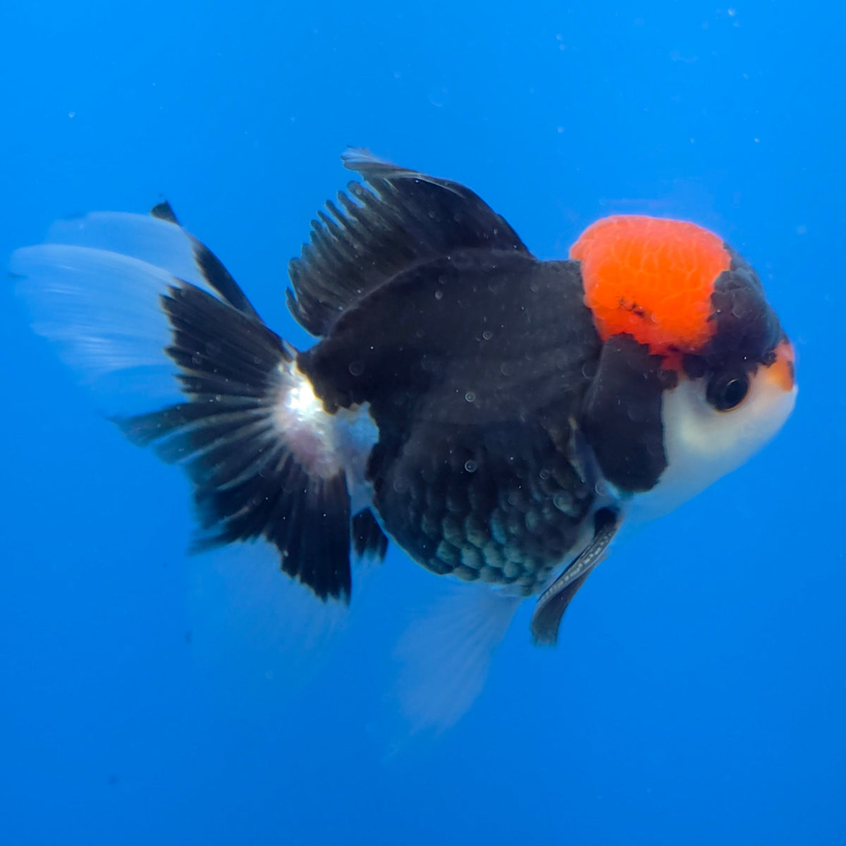 Thai Oranda Red Cap Panda 3.5" Body Male (FEB-754)R2B07