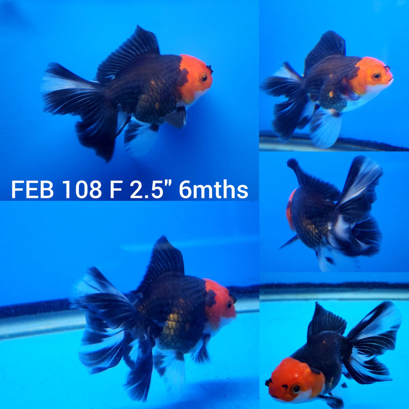 Thai Tri Color Oranda 2.5” Body Female (FEB-108)R3B15