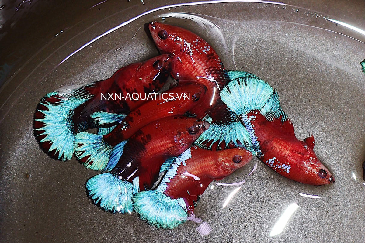 RED FANCY HELLBOY FEMALE BETTA Sorority Group Our Choice(CBG-057)