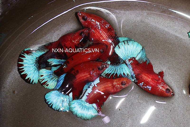 RED FANCY FEMALE BETTA Sorority Group (CBG-057)