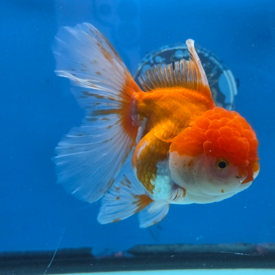 Thai Oranda Red and White 4.5" Body Female 9mths(FEB-572)R3A01