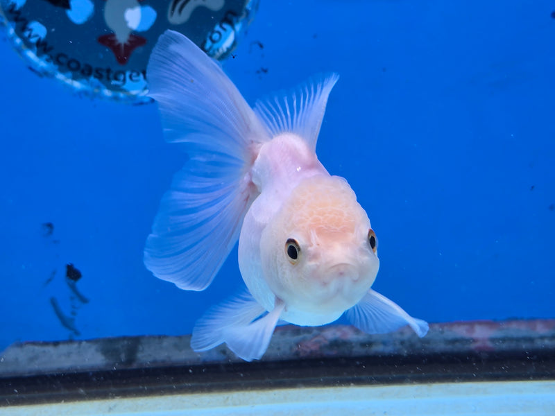 Thai Lemon Head White Oranda Orchid Tail Medium Breed 3.00 inch Body Female (NNN-2068)R1A05