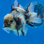 Thai Oranda Lemon Head Granite Shogun Farm 3.2" Body Female 6mths(FEB-578B)R3B02