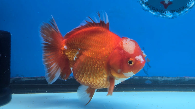 Thai Jumbo Red/White Oranda 4.50 inch Body Male Giant Breed (CRP-JO1081)BLUETUB2