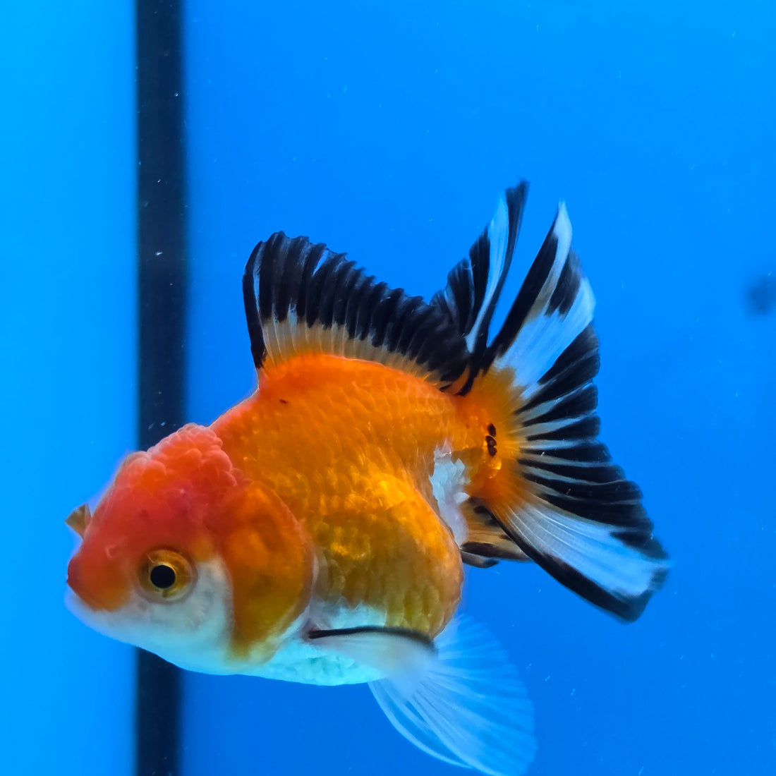 Thai Oranda Tri Color 3 in Body Female (FEB-521)R3A08