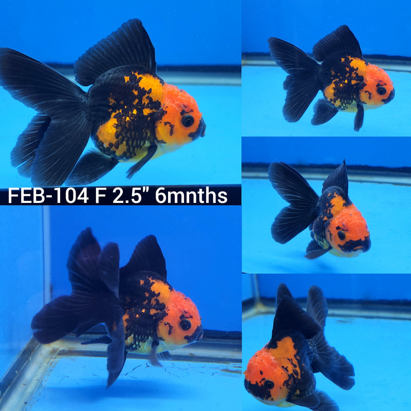 Thai Apache Oranda 2.5” Body Female (FEB-104)R3B17