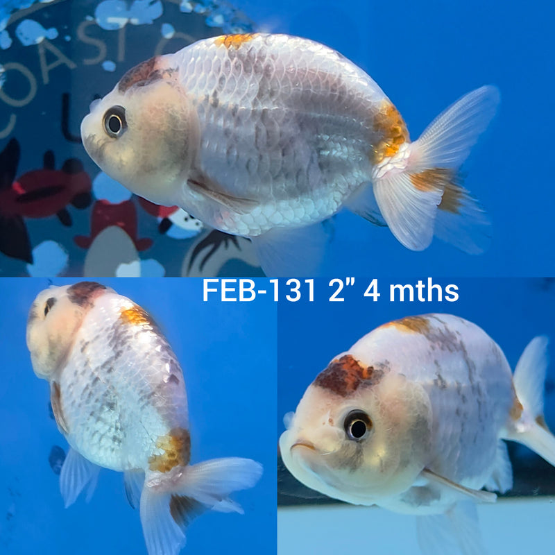 White Calico Ranchu 2” Body Female (FEB-131)R3B09