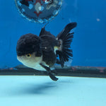 Thai Oranda Panda 4" Body female 9mths(FEB-569)R3A01