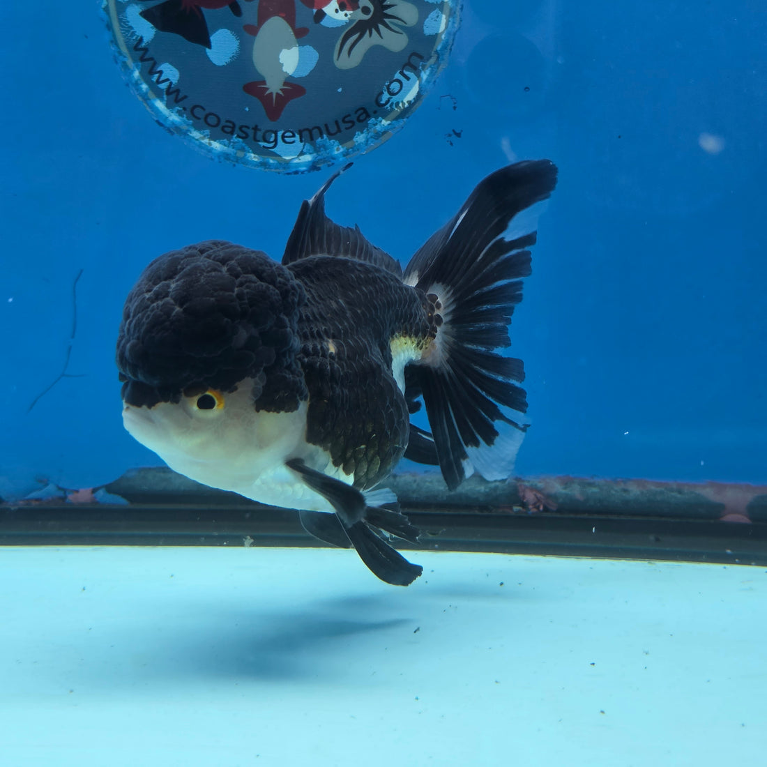 Thai Oranda Panda 4" Body female 9mths(FEB-569)R3A01