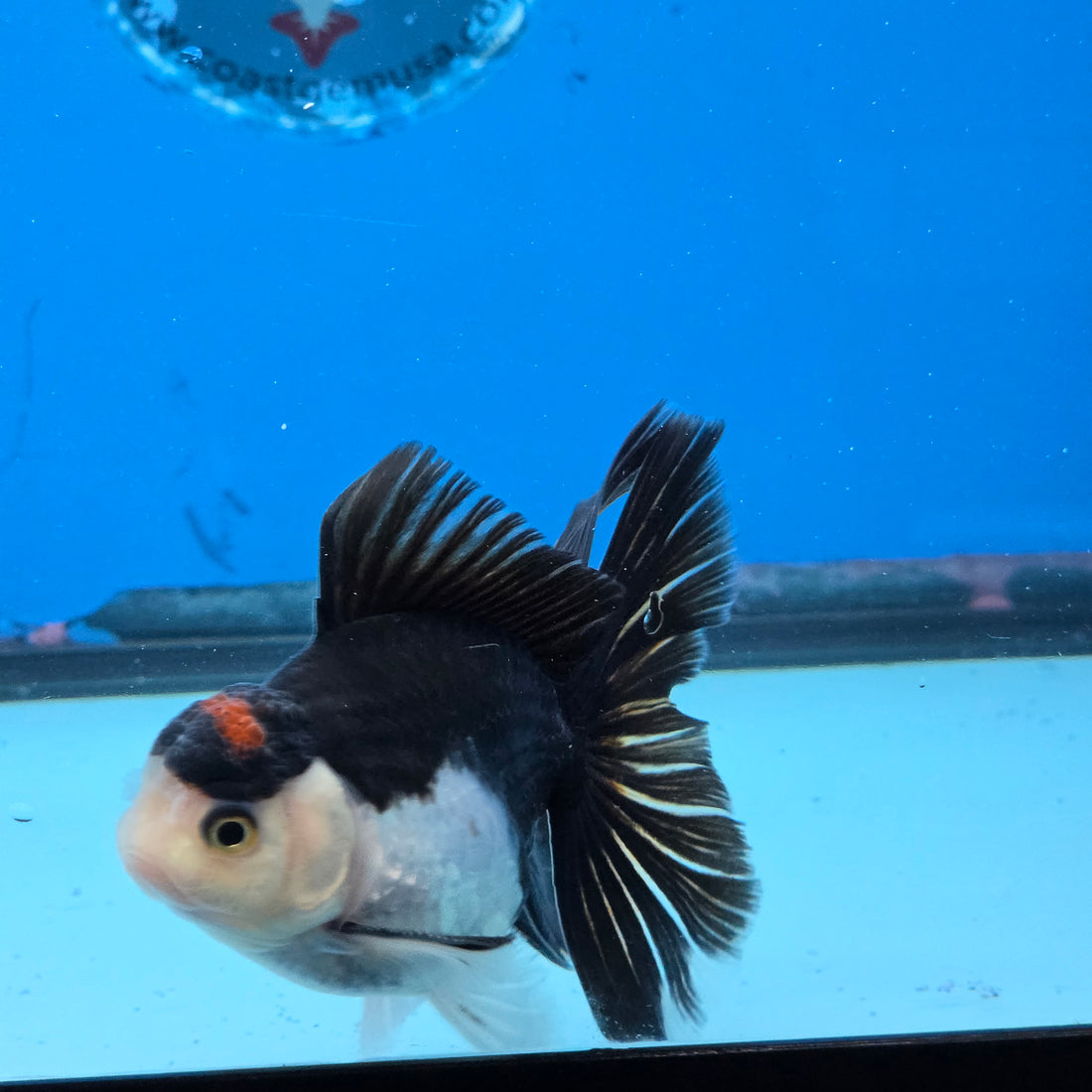 Thai Oranda Panda Tancho Color 2.5 in Body Male (FEB-532)R3A06