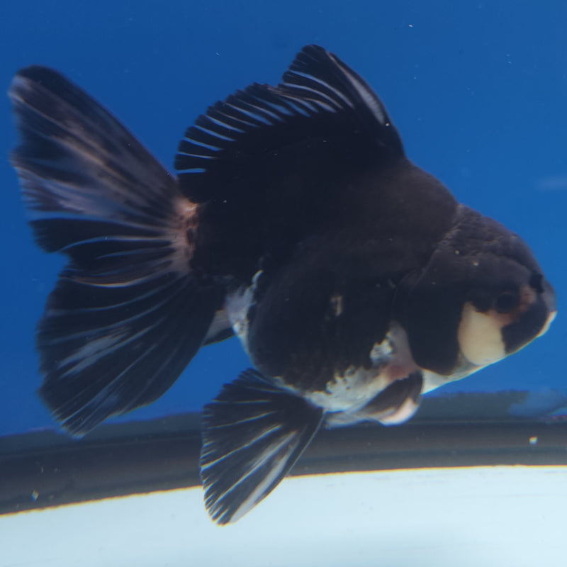 Thai Jumbo Oranda Panda 5in Female (FEB-219)BLUETUB2
