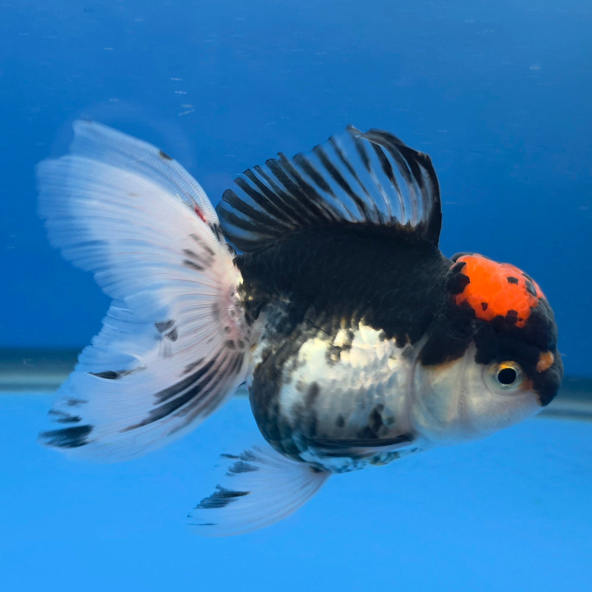 Thai Oranda Red Cap Panda 3.5" Body Female (FEB-886)R2B08