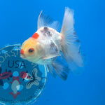 Thai Oranda Tri-Color 2.5” Female(FEB-674)R3B01