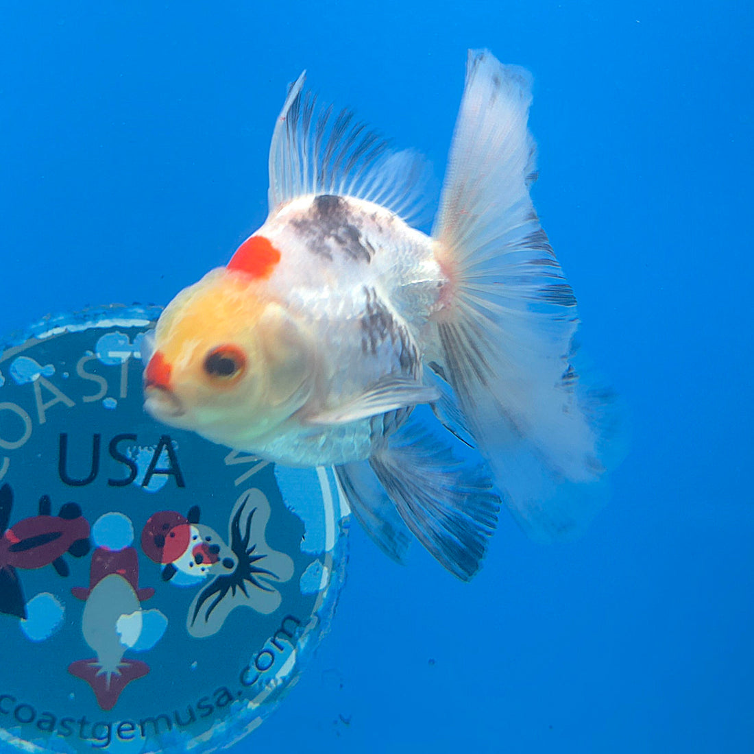 Thai Oranda Tri-Color 2.5” Female(FEB-674)R3B01