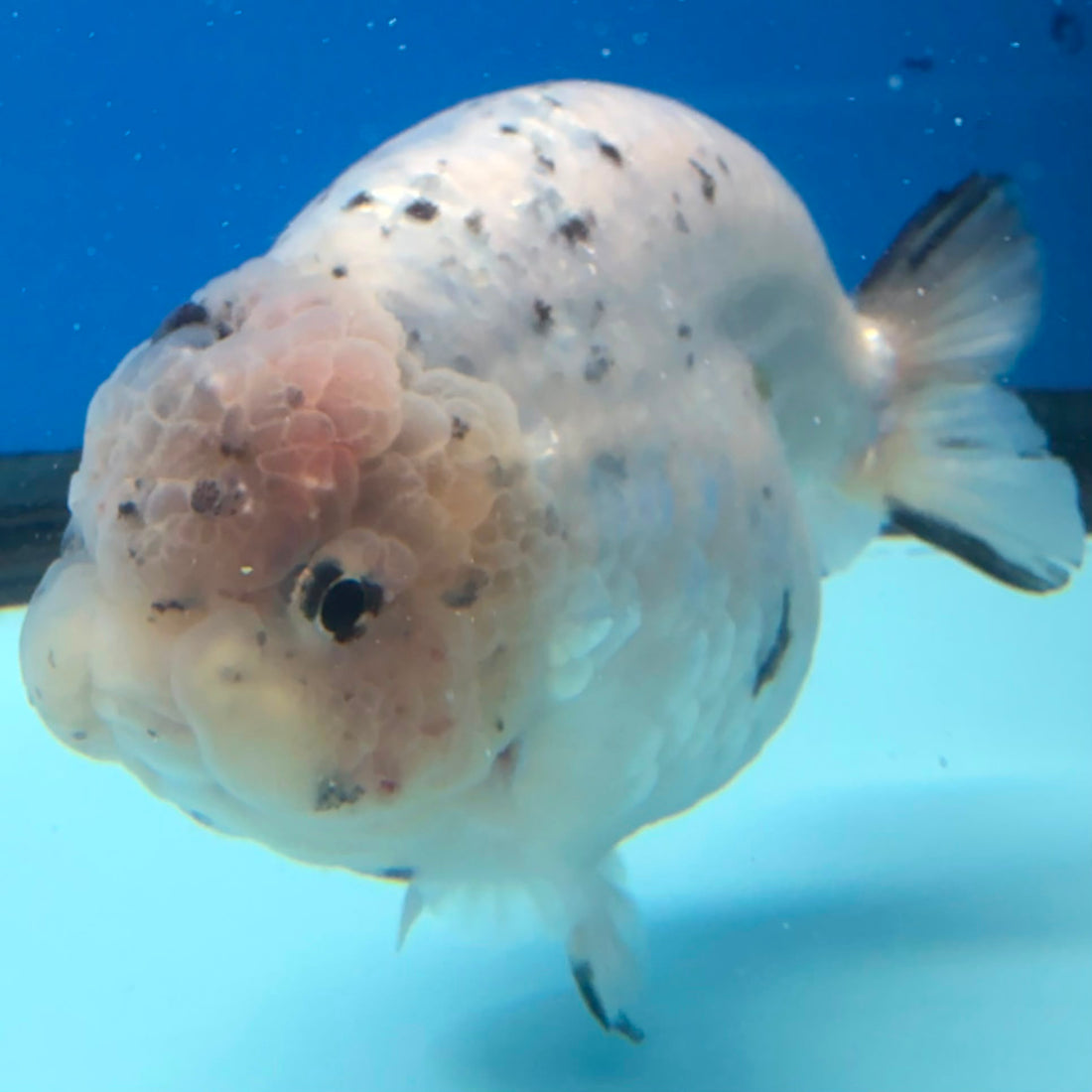 Thai White Granite Ranchu 4” Body Female(FEB-391) SHOWTANKB