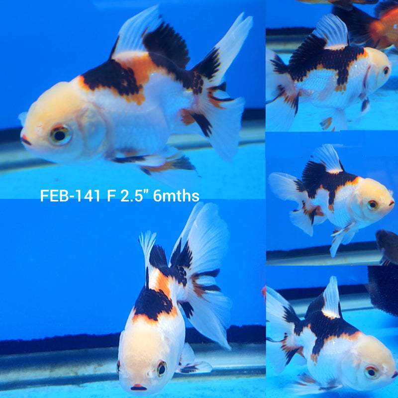 Thai Tri-Color Oranda 2.5” Body Female (FEB-141)R3B21