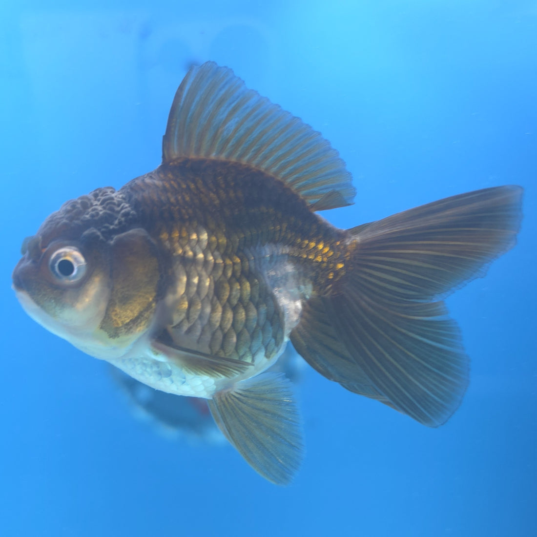 Thai Oranda Panda Silver 2.5” Female(FEB-663)R3B04