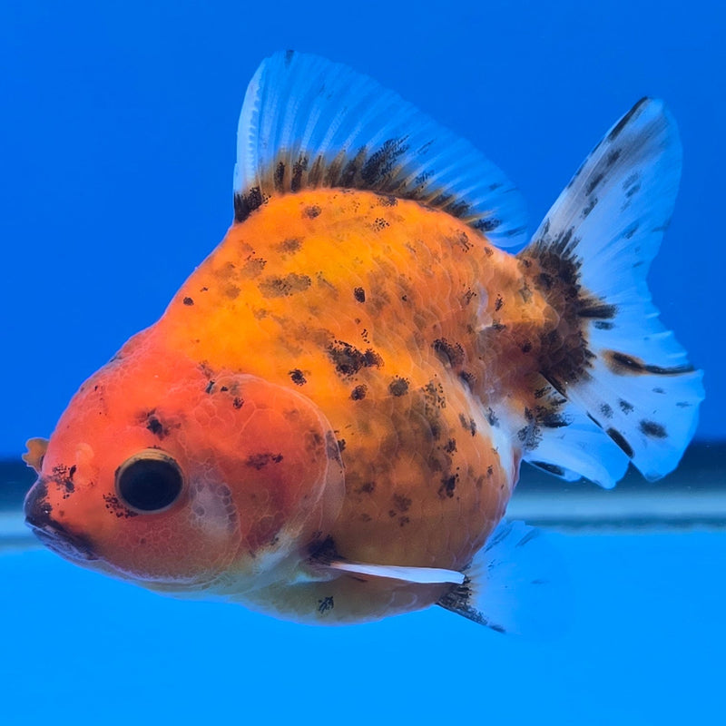 Thai Shogun Calico Oranda 2.5" Body Male A+ Grade(CK-605)R3A01