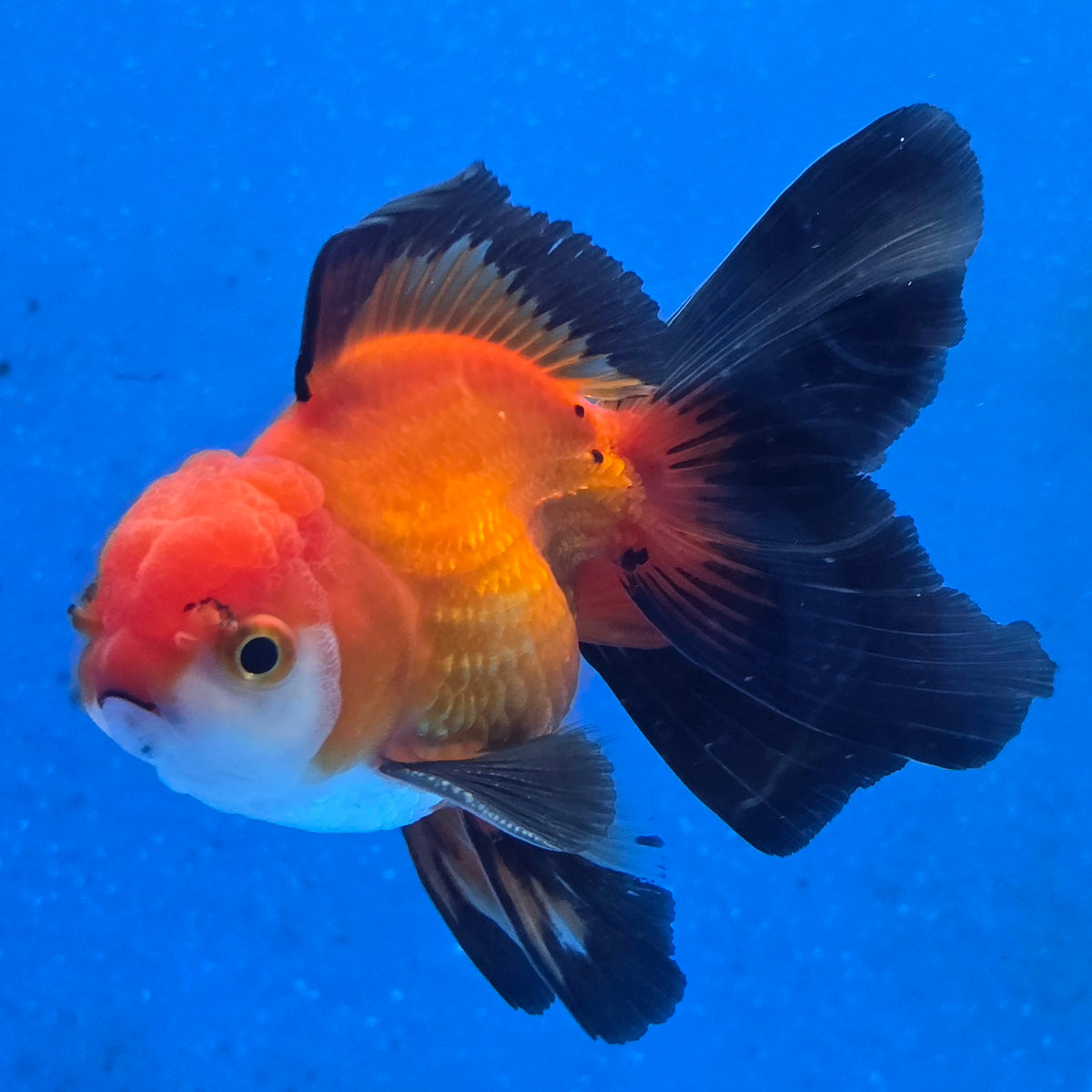 Thai Oranda Apache 3 inch Body Male (FEB-871)R2B02