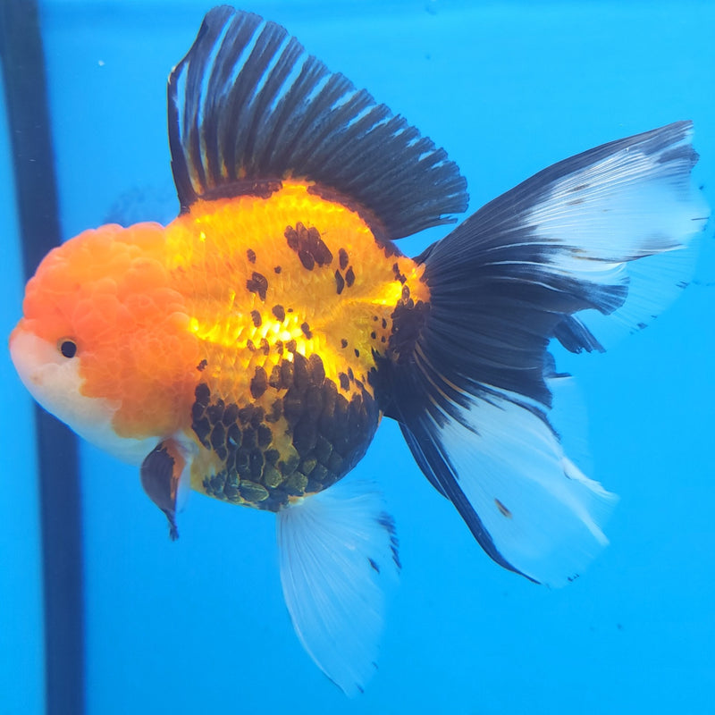 Thai Oranda Apache JUMBO  4.5” Body Female(FEB-379)R2B11