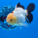 Thai Oranda Panda 3.5 in Body Female (FEB-518)R3A08