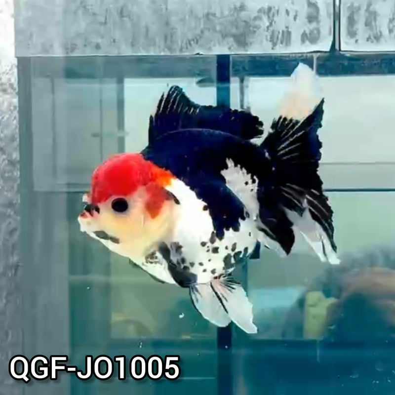 Thai Premium Jumbo Tri Color 5.00 inch Body Oranda (QGF-JO1005)
