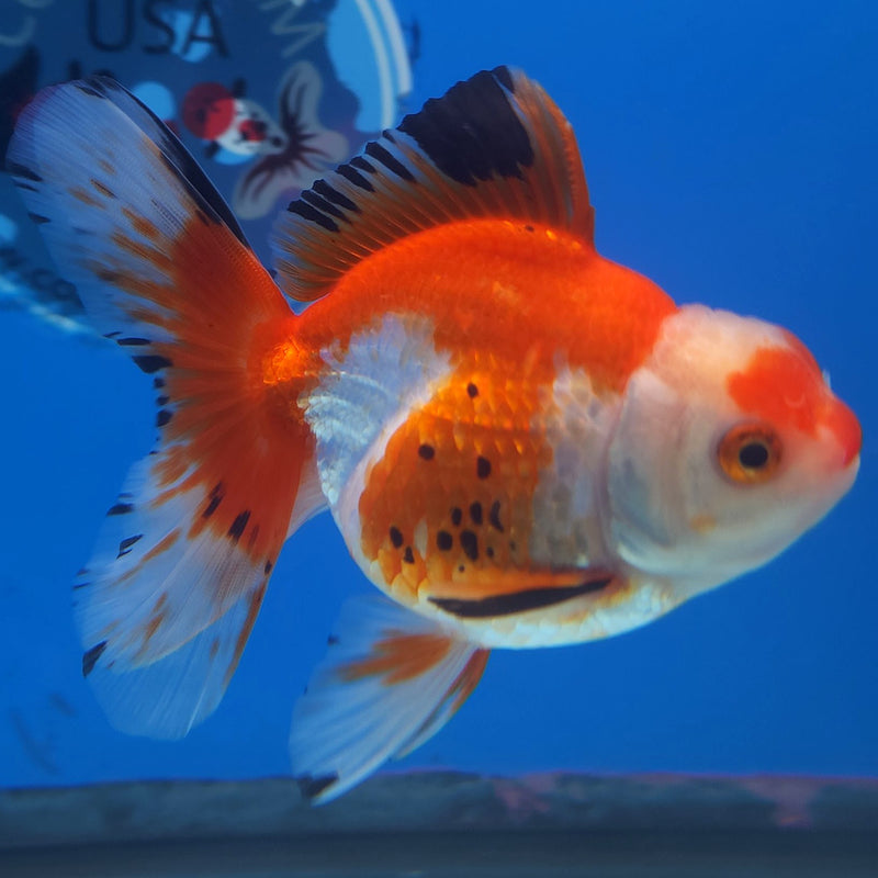 Thai Oranda Tri-Color 3” Female (FEB-256)R3A04