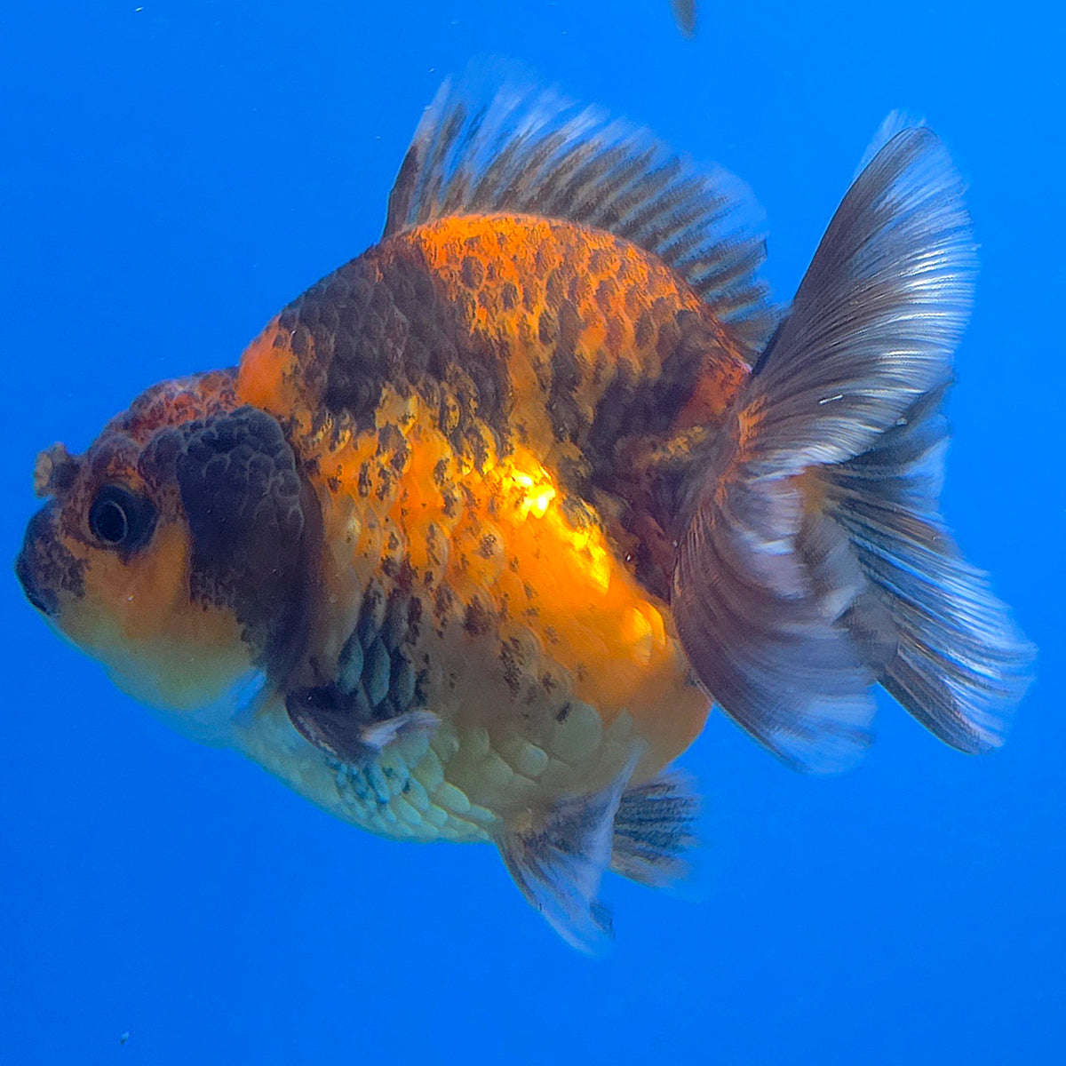 Thai Oranda Calico Sakura Shogun Farm 3" Body Male (FEB-826)R3B19